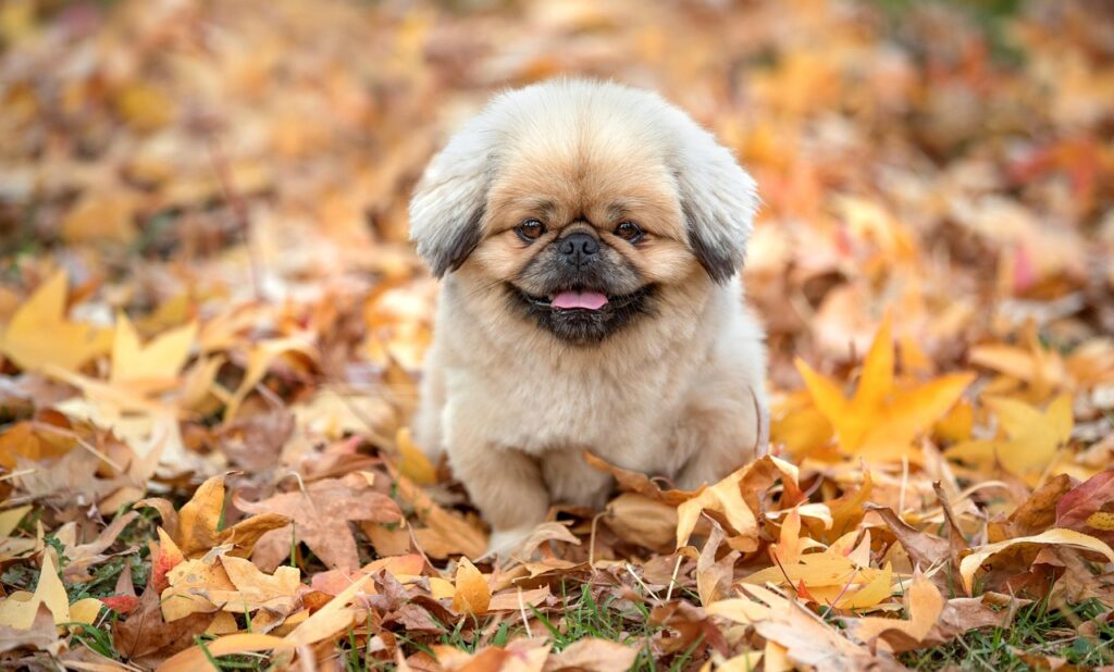 湯布院で楽しむデートプランのおすすめは？