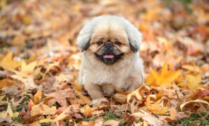 湯布院で楽しむデートプランのおすすめは？