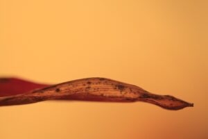 九州の穴場スポットを見つけるためのおすすめは？