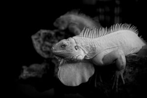 九州秘湯を楽しむためのおすすめの旅のポイントは？