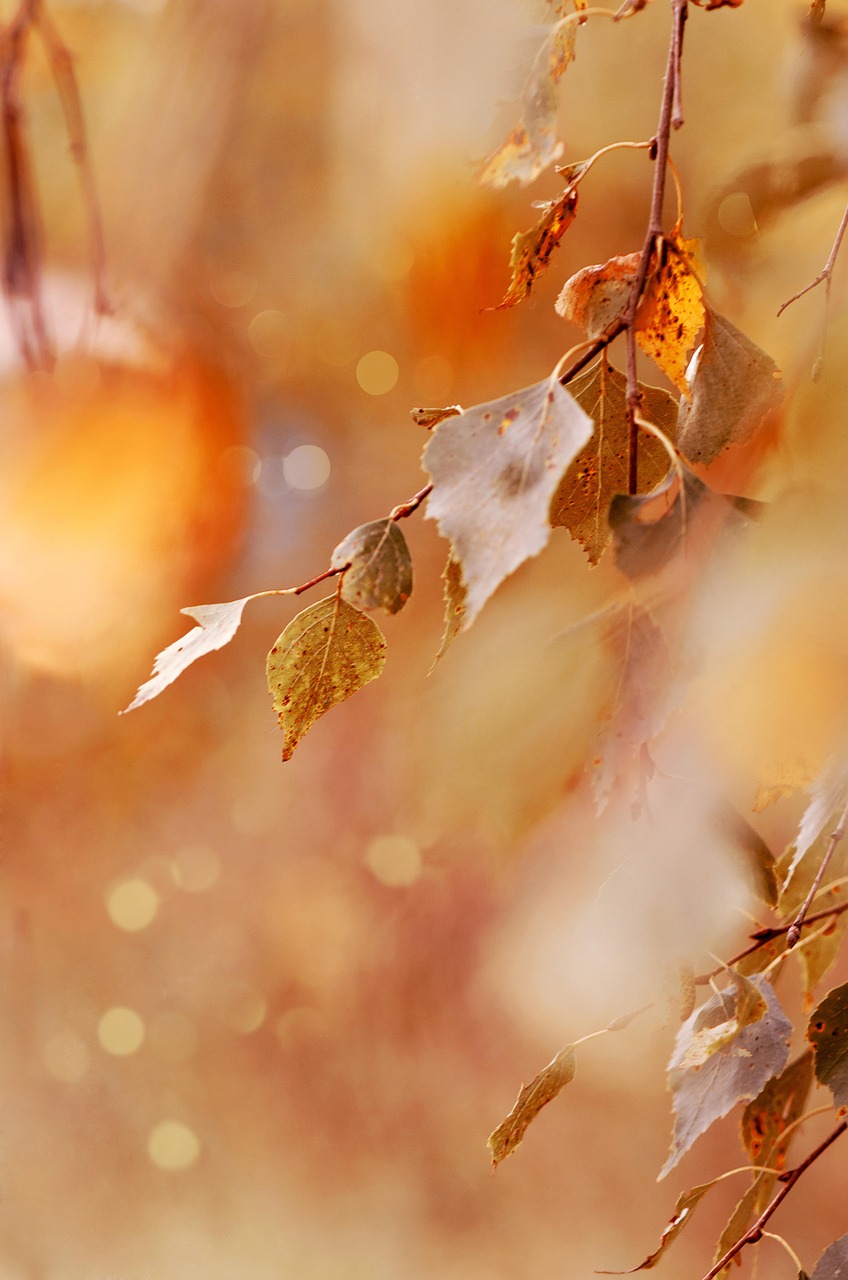 九州の温泉で楽しむデートにおすすめの秋の紅葉スポットは？