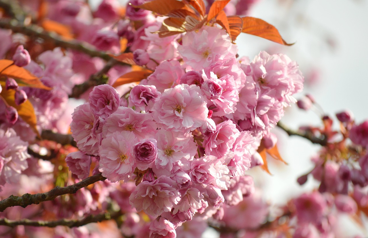 九州の温泉で楽しむデートにぴったりな春の桜スポットは？