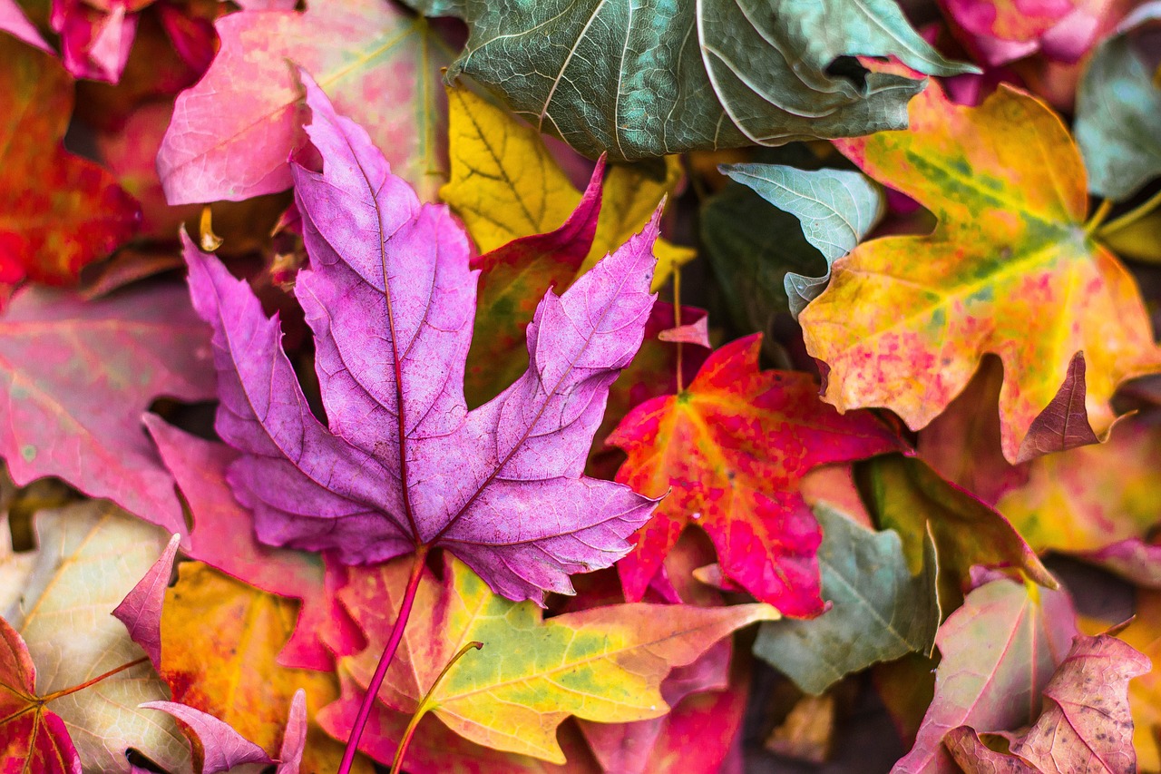九州の温泉で楽しむデートにぴったりな秋の紅葉スポットは？