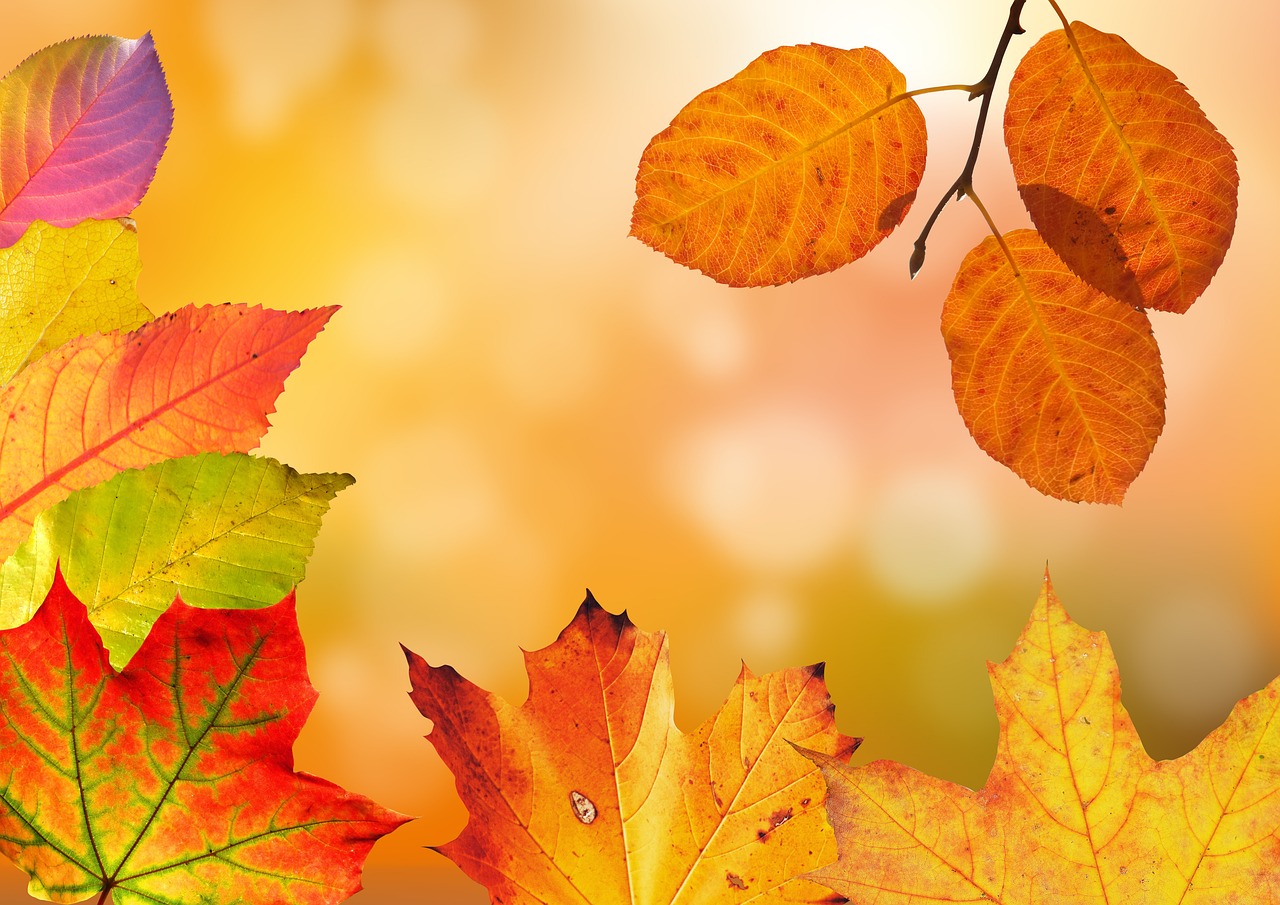 九州の温泉で楽しむデートに最適な秋の紅葉スポットは？