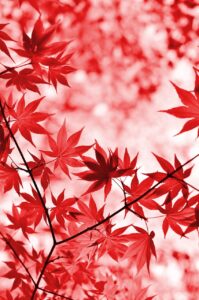 九州の温泉で楽しむデートに最適な紅葉の時期は？