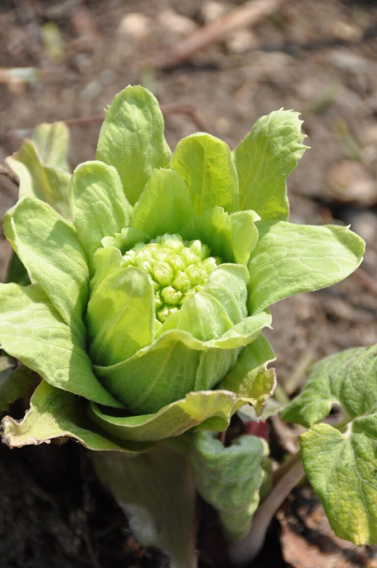 九州の温泉旅で楽しむ山菜料理の魅力は？