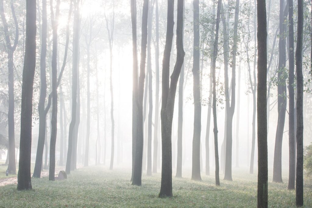 九州の森の中にあるカップルにおすすめの隠れ家温泉は？