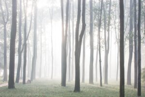 九州の森の中にあるカップルにおすすめの隠れ家温泉は？