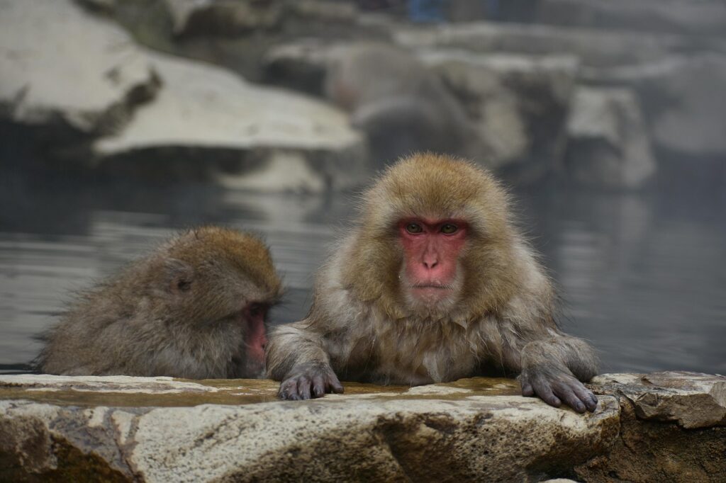 九州の温泉で客室露天風呂を楽しむ記念日の過ごし方は？