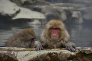九州の温泉で客室露天風呂を楽しむ記念日の過ごし方は？