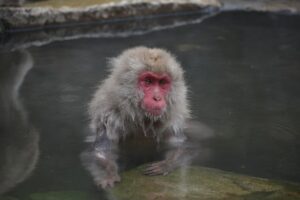 九州の温泉で楽しむ客室露天風呂がある隠れ宿はどこ？