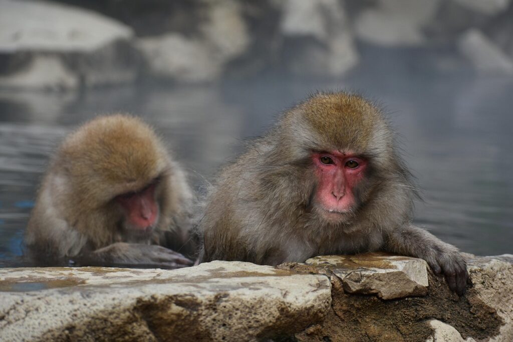 九州の温泉で楽しめる客室露天風呂がある穴場宿はどこ？