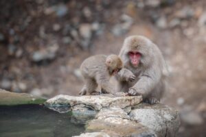 九州の隠れ家温泉でカップルにおすすめの宿は？