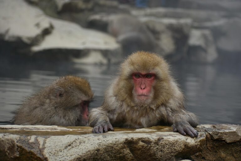 九州の温泉宿で露天風呂付き客室は本当におすすめ？口コミをチェック！
